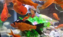 小鱼视频,探索短视频新潮流，畅享精彩瞬间